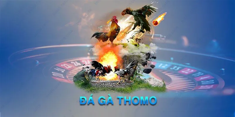 Đá gà Thomo hấp dẫn về chất lượng và kèo cược đa dạng Đá gà Thomo hấp dẫn về chất lượng và kèo cược đa dạng