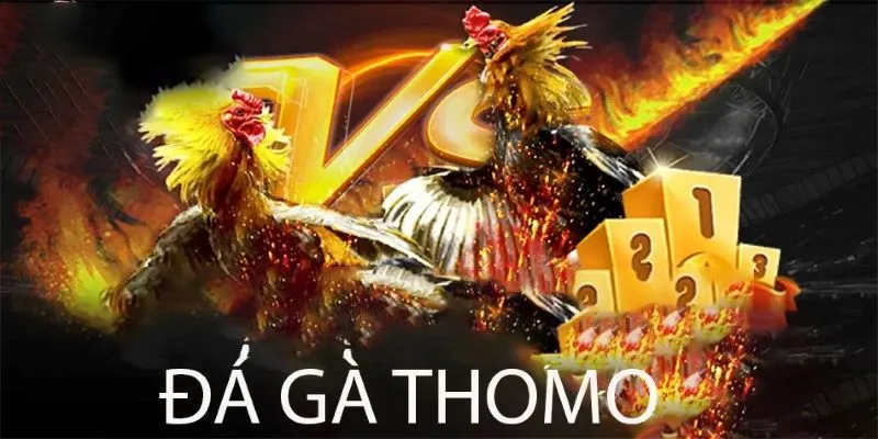 Đá gà Thomo là loại hình giải trí đặc sắc quen thuộc Đá gà Thomo là loại hình giải trí đặc sắc quen thuộc